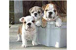 CANINE COUNTRY CLUB logo