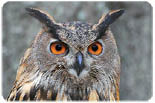 Matt Edmonds Wonders Of Nature logo