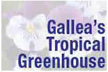 Gallea's Tropical Greenhouse logo