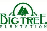 Big Tree Plantation
