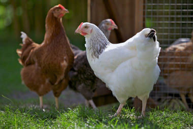 Snohomish Co Op Farm Supply In Snohomish Wa Local Coupons