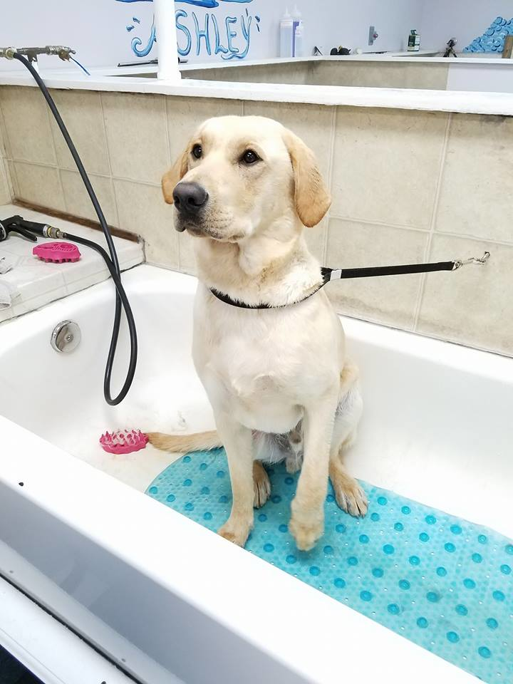 Dog getting a haircut