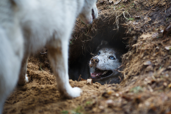 image of dogs digging and playing
